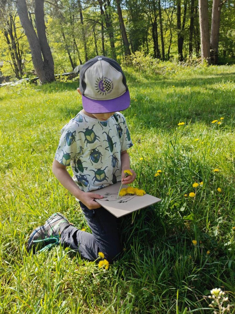 Kind sammelt Löwenzahn auf der Wiese