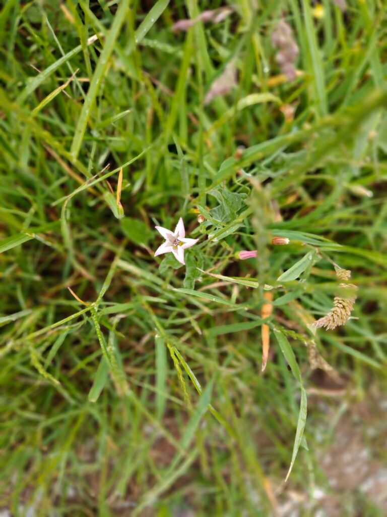 Kleine weiße Blüte im Gras